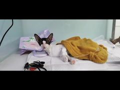 -达爱动物医院·犬猫分区·CT·复杂眼科(远洋山水分院)