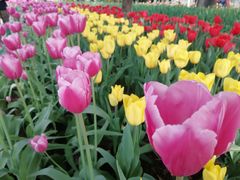 -洛阳郁金香牡丹园