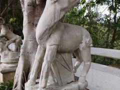 -银湖山郊野公园-相思林