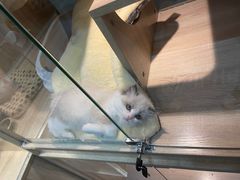 -BABIT巴比特宠物(MOMOPARK店)