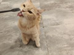 -楼上猫咖(罗湖店)
