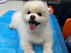 -伟伟宠物医院·CT影像中心·瑞派犬猫综合性门诊(汉口总院)
