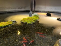 -几荷·恰似故人来(秀水广场店)