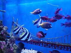 -太平洋海底世界