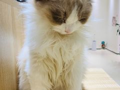 -藏猫猫咖啡主题馆(中央大道店)