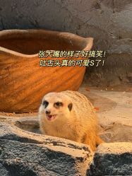 -Zoolung Zoolung动物主题公园(海信广场店)