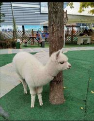 -萌宠亲子动物乐园(槐房万达店)