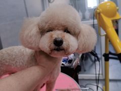 -宠福鑫康馨动物医院·骨科·眼科