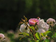 -天鹅湖体育公园