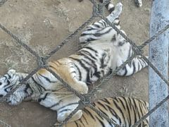 -西霞口神雕山野生动物世界