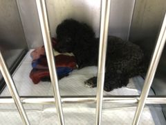 -安安宠医·安宠宠物医院