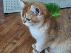 -这儿没有猫·猫咖萌宠馆·撸猫