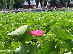 -四川大学(望江校区)