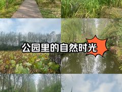 -合肥滨湖国家森林公园