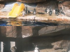 -海合安武汉极地海洋公园