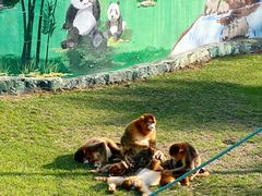 -西霞口神雕山野生动物世界