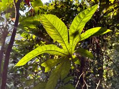 -中国科学院西双版纳热带植物园