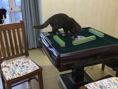 -喵zoo家庭繁育猫舍(尖东智能花园店)
