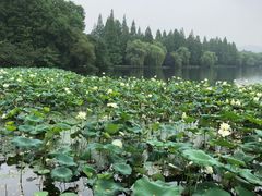 -西湖外事游船(花港观鱼码头)