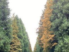 -山王坪喀斯特国家生态公园