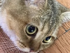 -李小姐の猫咖啡馆(五角场店)