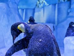 -海合安成都极地海洋公园