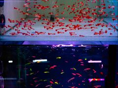 -青石桥花鸟鱼虫市场(叠翠城店)