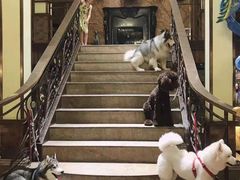 -more than meow吴止猫主题餐厅(承德 中船汇店)