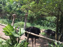 -新加坡飞禽公园