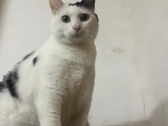 -宠颐生猫科·内科皮肤科(西平世纪城店)