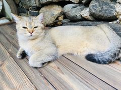 -喵屿·大理花园猫咖