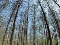 -蜀冈西峰生态公园