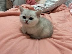 -老吴的猫·猫舍(新区店)