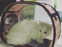 -邦泰·异宠动物医院
