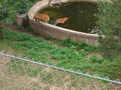 -石家庄市动物园