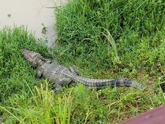 -中国扬子鳄村