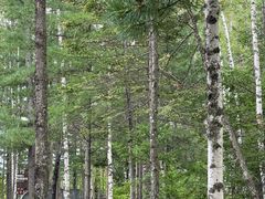 -峡谷浮石林景区