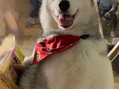 -Husky Go! 哈士奇体验馆·宠物咖啡厅狗咖