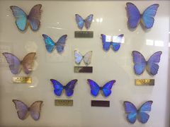 -上海昆虫博物馆