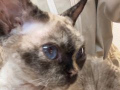 -琪喵猫屋·撸猫猫咖·猫舍