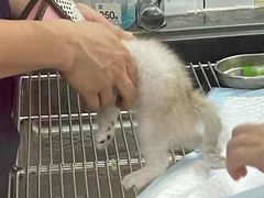 -可蒙动物医院·猫科·骨科中心(首义路店)