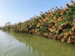 -大湾区中央湿地公园