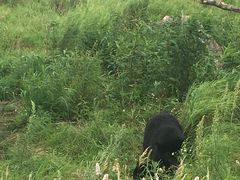 -黑瞎子岛探秘野熊园