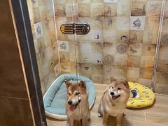-宠物之家Pets Home 宠物寄养酒店