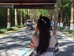 -黄海国家森林公园