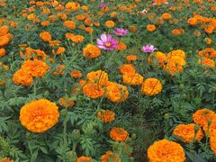 -松山湖梦幻百花洲