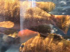 -金苑海鲜酒家(来魅力店)