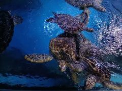 -烟台海昌鲸鲨海洋公园