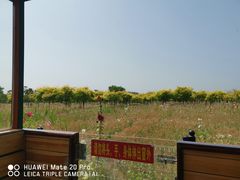 -西青郊野公园