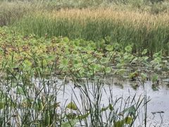 -野鸭湖国家湿地公园